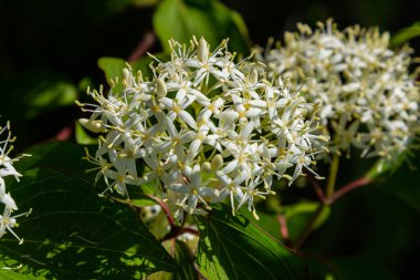 Cornus sanguinea red dog plant with flower and full leaf. Cornus drummondii, with tiny white flowers. Flowering shrub of Cornus controversy in the spring garden. clipart