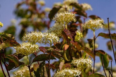 Cornus sanguinea red dog plant with flower and full leaf. Cornus drummondii, with tiny white flowers. Flowering shrub of Cornus controversy in the spring garden. clipart