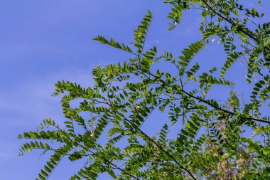 Common robinia, Robinia pseudoacacia with white flowers on the tree. clipart