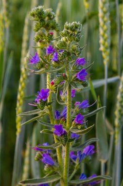 Echium vulgare, Boraginaceae familyasından bir bitki türü..