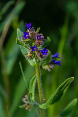 Anchusa officinalis, commonly known as the common bugloss or alkanet with green background. clipart