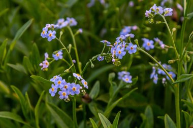 Myosotis akrepleri doğru ya da su beni unutma. Türkçe adı: Unutma beni cicegi.