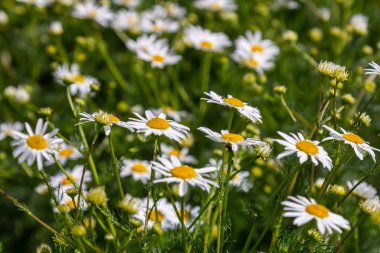 Şifalı papatya çayı Matrikaria recutita vahşi otların arasındaki çayırda çiçek açar..