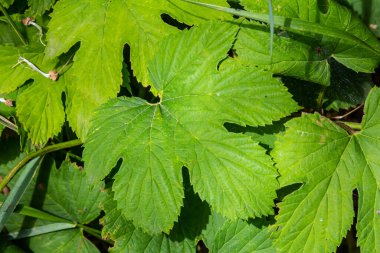 Sıçrama. Humulus. Tırmanma bitkisinin yeşil yaprakları. Doğal sonbahar arkaplanı, yapraklar yakın. Hafif, parlak zıplama yaprakları. Metin için boşluk. makro fotoğraf