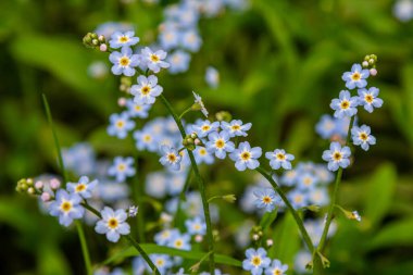 Myosotis akrepleri doğru ya da su beni unutma. Türkçe adı: Unutma beni cicegi.