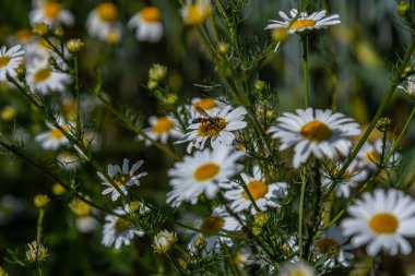 Matricaria chamomilla on wildflower meadow. clipart