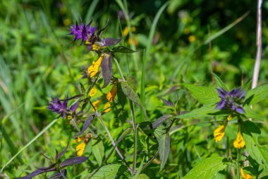 Ahşap buğday, renkli çayır çiçeği, yaz çiçeğinin ayrıntıları, Melampyrum nemorosum.