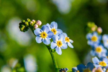 Myosotis palustris Myosotis palustris Myosotis çiçekleri bahar mevsiminde çiçek açarlar. Unutma beni çiçekli, parlak yeşil yapraklı makro mavi.