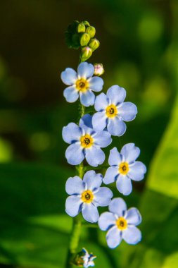 Water forget-me-not Myosotis scorpioides Myosotis palustris Myosotis flower tender flowers blossoming in spring time natural floral background. Forget-me-not flower macro with bright green leaves Blue clipart