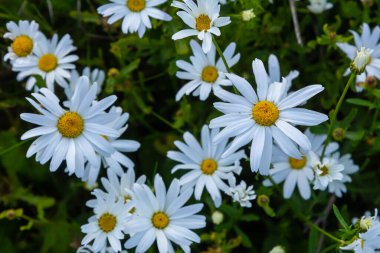 Matricaria chamomilla on wildflower meadow. clipart