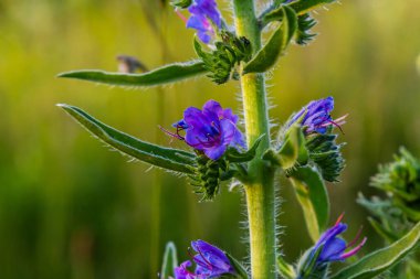 The Echium vulgare flower is a species of herbaceous plant, family Boraginaceae. clipart