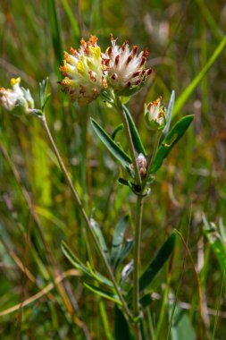 Yaygın böbrek, böbrek veçesi ya da woundwort Anthyllis savunmasızlığı bir çayırda yetişiyor ve yazın sarı yapraklı küresel çiçek başıyla çiçek açıyor..