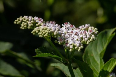 Sambucus coşkusu doğal ortamda çiçek açıyor..