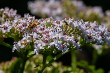 Sambucus ebulus blooming in natural habitat. clipart