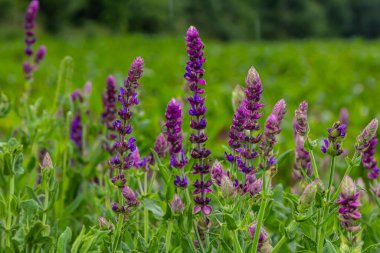 Salvia nemorosa, orman bilgesi, güzel parlak renk, çiçek açmış menekşe mavisi çiçekler, bahçedeki muscadine çiçekli süs bitkileri.