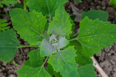Chenopodium albümü, yenilebilir bitki, yaygın isimler kuzu konserveleri, eritme, kaz ayağı, beyaz kaz ayağı, yabani ıspanak, banyo ve şişman tavuk..
