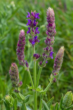 Salvia nemorosa, orman bilgesi, güzel parlak renk, çiçek açmış menekşe mavisi çiçekler, bahçedeki muscadine çiçekli süs bitkileri.