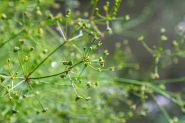 Phreatophyte. Amerikan su şebekesi Alizma bitkisi bataklık ormanı nehir suyunda su altı suyu. Kuzeydoğu Avrupa nehir kıyısında yetişiyor. Akıntı ve kaynak suyu erozyonuyla sürükleniyor..