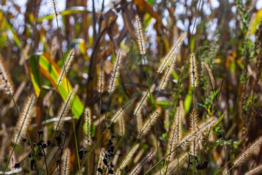 Setaria pumila in autumn in a wild field. clipart