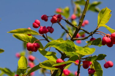 European Spindle Euonymus europaea in park. Red Cascade An autumnal close up image of the deciduous shrub euonymus europaeus.