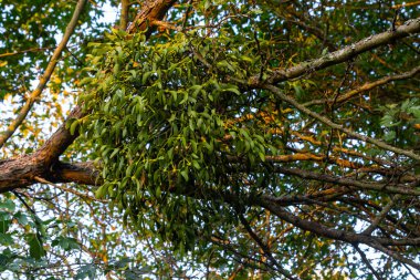 Beyaz ökse otunun yeşil dalları, Viscum albümü, Santalaceae, sembol romantizmi, doğurganlık ve canlılık, hemiparöz bitki, ağaç katili, ağaç budama, ağaç dallarındaki beyaz ökseotu..