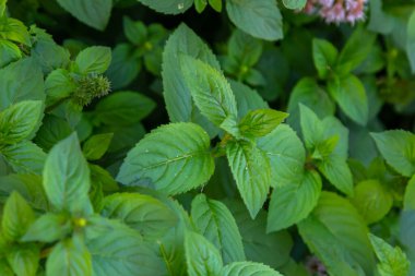 Leylak ve mor çiçek açan nane şekeri ya da Mentha Aquatica bitkilerinin doğal yaşam alanlarına yakın çekim..