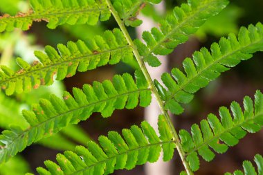 Solucan eğreltiotu, Dryopteris filix-mas, zehirli bir orman bitkisidir..