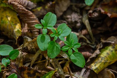 Hornbeam Carpinus betulus ağacı filizlenir ormanda tohumdan filizlenerek. .