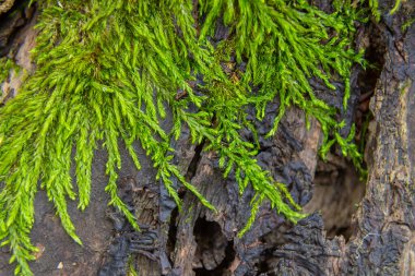 Eski ağaç kütüğü yosun kaplı. Güdük.