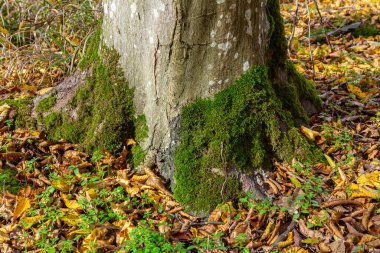 Hornbeam ağacı yosunla kaplıdır..