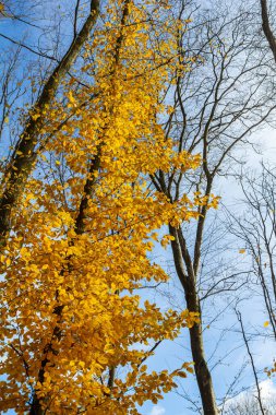 Backgrond sonbahar kayın orman içinde ağaç.