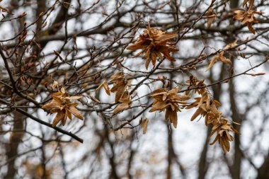 Boynuz demeti Carpinus Betulus 'un dalları sonbaharda sarkan infloresans ve yapraklar, seçilmiş odak, alanın dar derinliği, bulanık arkaplanda kopyalama alanı.