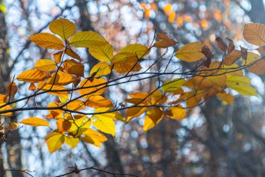 Güz renkli kayın yaprakları bir ormanda gri bir arka planda. Sonbahar doğası.