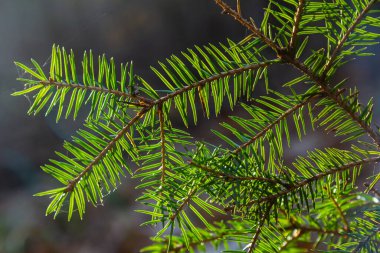 Wet Spruce Branch With Drops Of Water Glistening. Spruce Twig With Water Drop After Rain. Selective focus. clipart