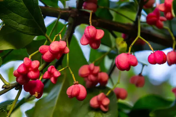 Avrupa Spindle Euonymus europaea 'sı parkta. Kırmızı Şelale Yaprak döken çalıların, Euonymus europaeus 'un sonbaharda yakın plan görüntüsü.
