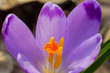 Crocus heuffelianus ya da Crocus vernus 'un dev krokusu ile kapatın. Ormanda açan mor çiçek..