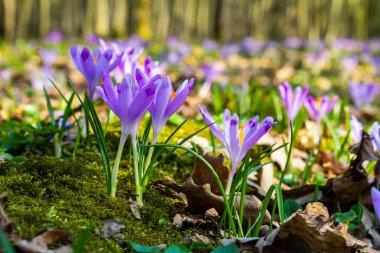 Crocus heuffelianus ya da Crocus vernus 'un dev krokusu ile kapatın. Ormanda açan mor çiçek..