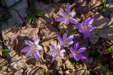 Crocus heuffelianus ya da Crocus vernus 'un dev krokusu ile kapatın. Ormanda açan mor çiçek..