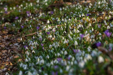 Beyaz kartopu çiçekleri. Galanthus çiçekleri, baharın başlarında, yeşil arka planda güneş tarafından aydınlatılan bulanık bir çiçek. Amaryllidaceae familyasındaki Galanthus nivalis ampul, daimi bitkisi..