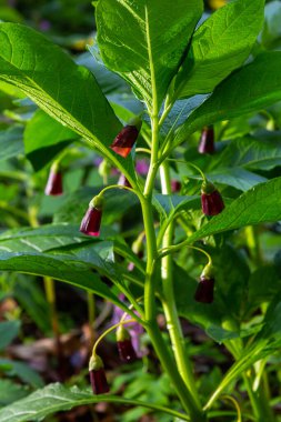 Scopolia carniolica, the European scopolia or henbane bell, is a poisonous plant belonging to the family Solanaceae. clipart