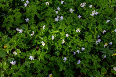 The many white wild flowers in spring forest. Blossom beauty, nature, natural. Sunny summer day, green grass in park. Anemonoides nemorosa. clipart