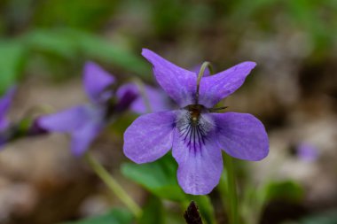 Viola odorata. Kokulu olsun. İlkbaharda açan mor çiçek ormanı. İlk bahar çiçeği, mor. Vahşi menekşeler.