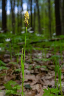 İlkbaharda filizlenen tüylü sedge. Carex pilosa. Cyperaceae Ailesi.