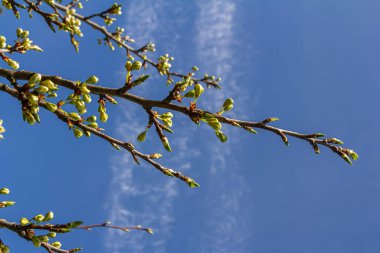 Buds prunus avium, yaygın olarak yabani kiraz, tatlı kiraz, gean veya kuş kirazı olarak bilinir. Bütçe. İlkbahar.