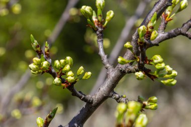 White plum blossom, beautiful white flowers of prunus tree in city garden, detailed macro close up plum branch. White plum flowers in bloom on branch, sweet smell with honey hints.