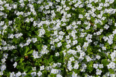 Veronica Agrestis, yaygın olarak Green Field Speedwell olarak bilinir..