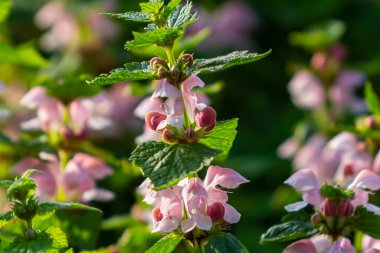 Benekli, ölü lamium maculatum pembe çiçekleri. Bahçedeki şifalı bitkiler.