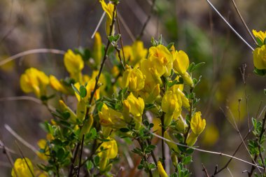 Chamaecytisus ruthenicus blooms in the wild in spring.