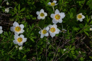 Anemonoides sylvestris Anemone sylvestris, kar damlası şakayığı ya da kar damlası şakayığı olarak da bilinir..