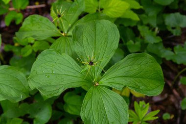 Paris kuadrifolisi çiçek açmış. Halk arasında bitki Paris ya da gerçek aşığın düğümü olarak bilinir..